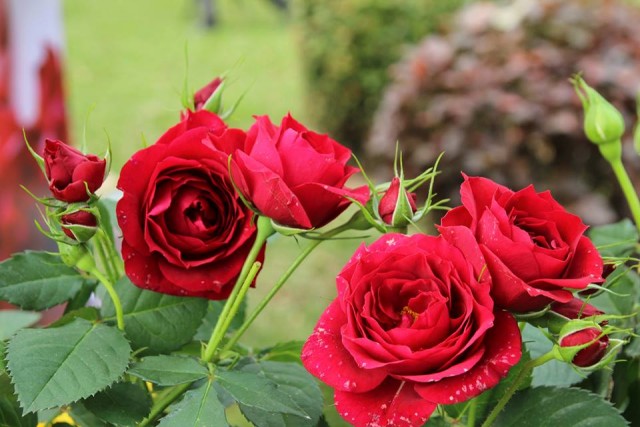 Rực rỡ lễ hội hoa hồng Bulgaria tại Hà Nội