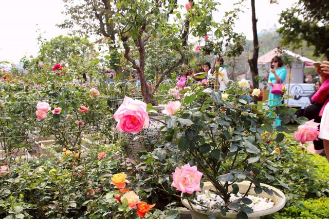 Rực rỡ lễ hội hoa hồng Bulgaria tại Hà Nội