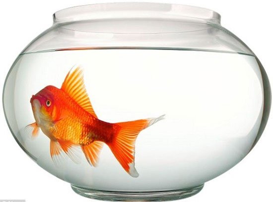 Đi tìm lời giải cho hội chứng “não cá vàng”