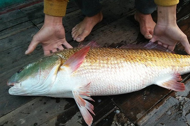 Cá sủ vàng tiền tỷ có thể nhân giống nuôi đại trà tại Việt Nam