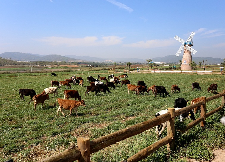 Vinamilk khánh thành trang trại bò sữa hữu cơ đạt tiêu chuẩn châu Âu đầu tiên tại Việt Nam