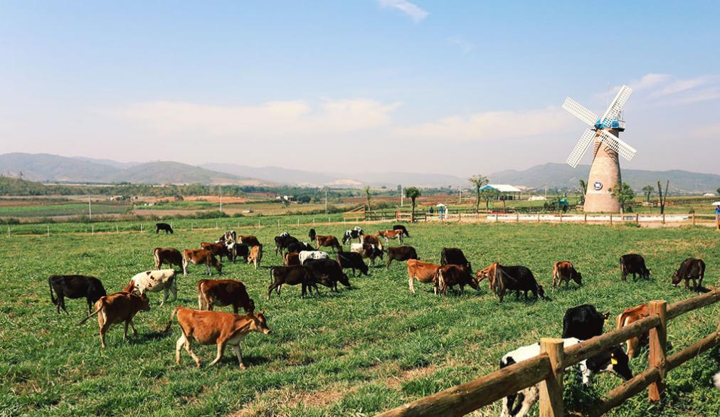 Trang trại bò sữa organic tiêu chuẩn châu Âu đầu tiên tại Việt Nam