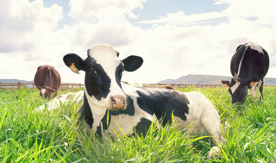 Trang trại bò sữa organic tiêu chuẩn châu Âu đầu tiên tại Việt Nam