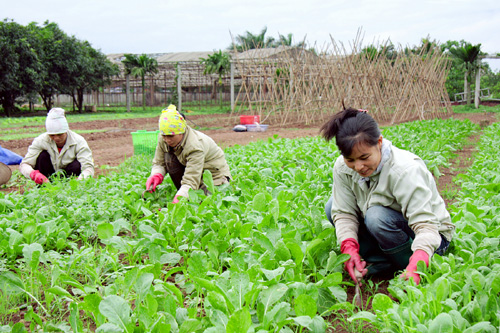 Bài 9: Nhiều nông dân “đổi đời” nhờ trồng rau hữu cơ