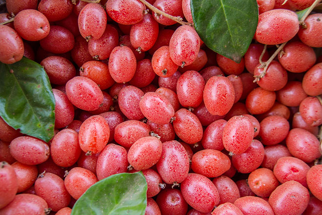 Vì sao dù đắt hay rẻ, mùa này chị em nên mua quả nhót về ăn?