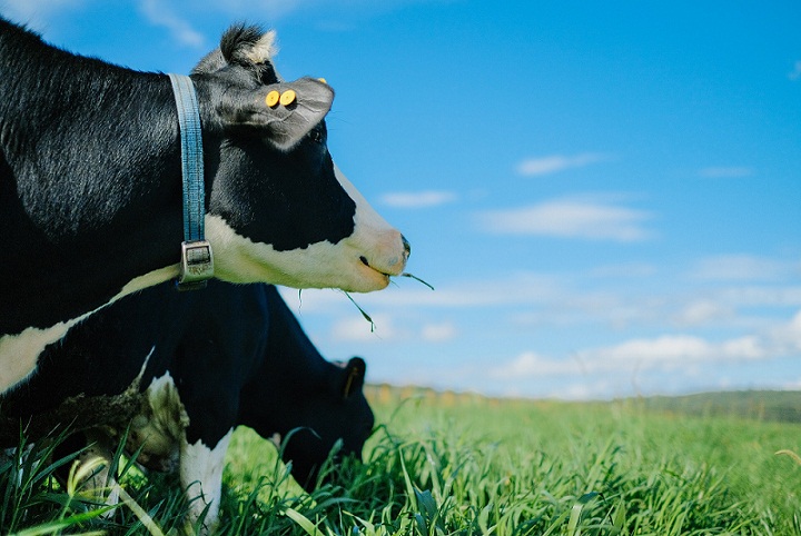 Trang trại bò sữa organic đầu tiên tại Việt Nam: Bước tiến mới của ngành sữa Việt