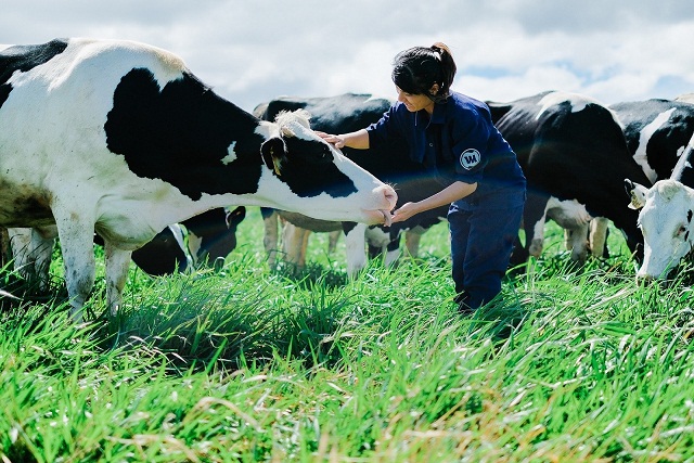 Trang trại bò sữa organic đầu tiên tại Việt Nam: Bước tiến mới của ngành sữa Việt