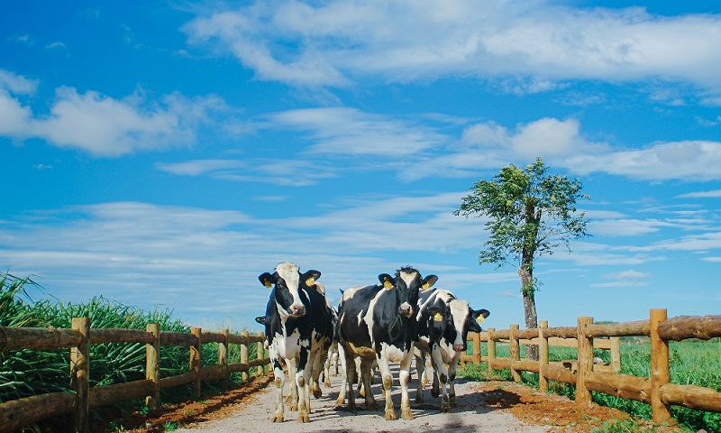 Trang trại bò sữa organic đầu tiên tại Việt Nam: Bước tiến mới của ngành sữa Việt
