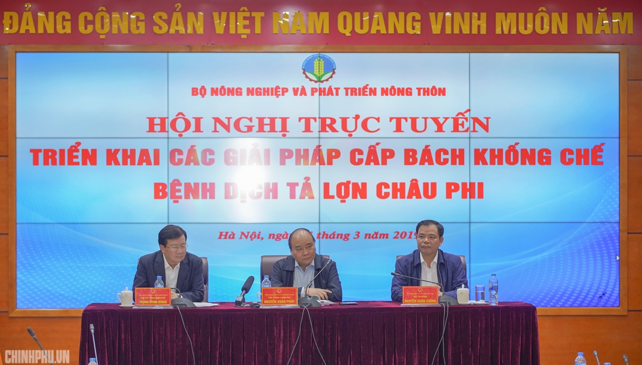 Thủ tướng đồng ý tăng mức hỗ trợ lợn nhiễm dịch tả lợn châu Phi.