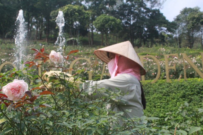 Nhân viên chăm sóc cho hoa hồng luôn khoe sắc hương