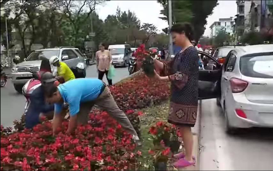 Cần phê phán những người lấy hoa trang trí trên đường phố