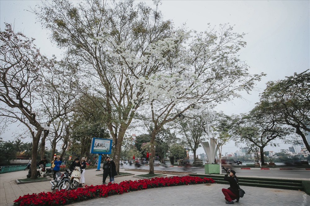 “Cả thế giới ra đây mà xem, Hà Nội hoa sưa bung nở trắng trời!