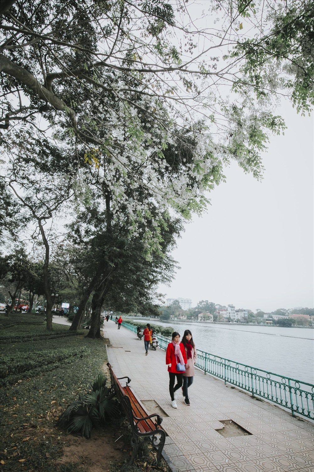 Hoa sưa như những bông tuyết bay trên bầu trời, tạo cho con người có được cảm giác nhẹ nhõm và yên bình.