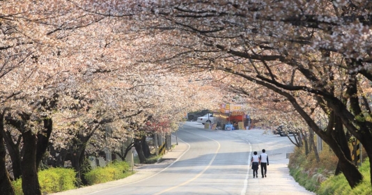 Khám phá Hàn Quốc mùa xuân