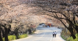 Khám phá Hàn Quốc mùa xuân