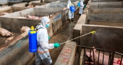 Khẩn trương thực hiện các biện pháp phòng dịch như chống dịch tả lợn châu Phi