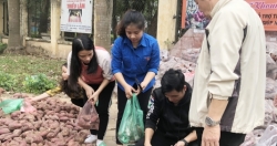 Thanh niên Hoàng Mai “giải cứu” khoai lang giúp nông dân Gia Lai