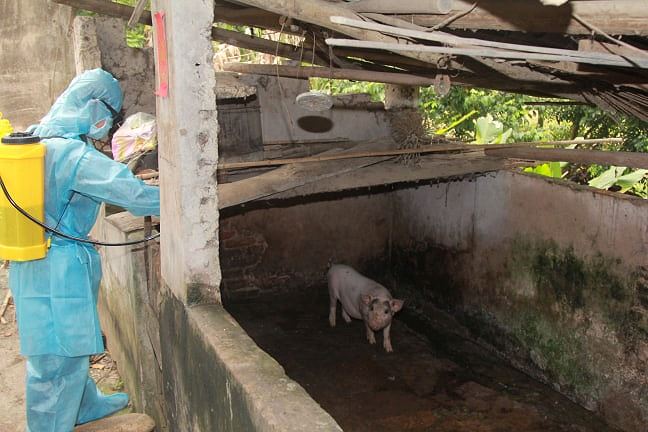 Lạng Sơn: 100% huyện, thành phố sẽ kiểm tra công tác phòng, chống dịch tả lợn