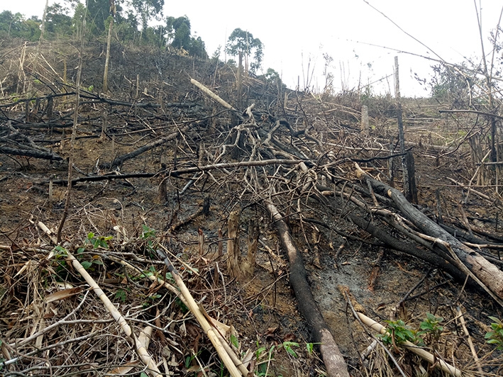 Những vạt rừng bị chặt phá và đã bị đốt trụi.