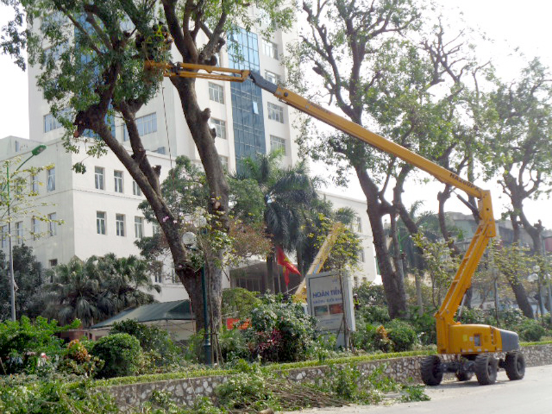 Lực lượng chức năng cắt tỉa cây xanh trên phố Giảng Võ, Hà Nội (ảnh bạn đọc cung cấp)
