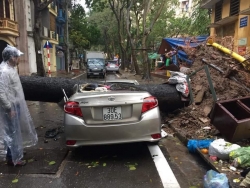 Hà Nội: Mưa lớn khiến nhiều tuyến phố ngập lụt, cây đổ đè nát một ô tô