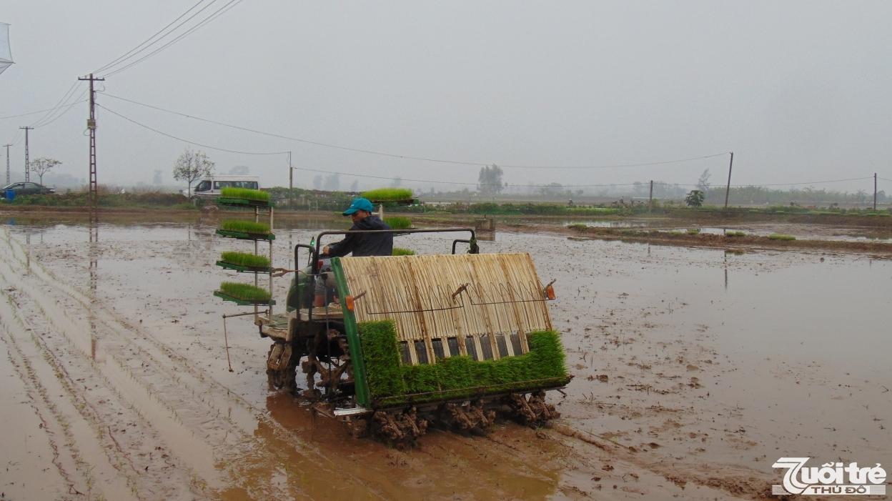 Mưa lớn xuất hiện kịp thời cung cấp nước tưới dưỡng cho lúa vụ Xuân