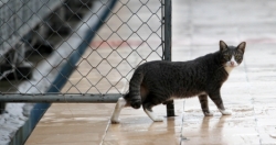 Thành phố Thâm Quyến (Trung Quốc) cấm ăn thịt chó, mèo