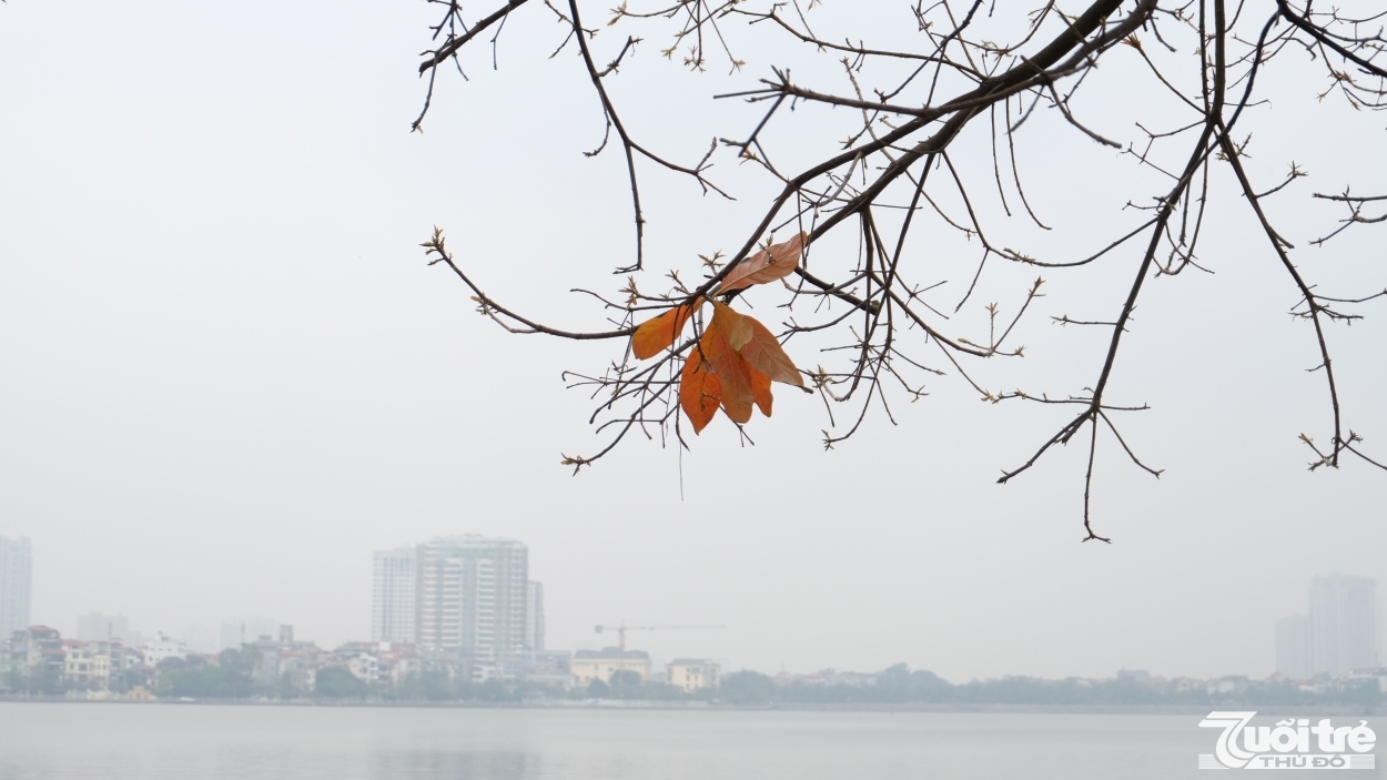 Những lá cây thay màu áo mới