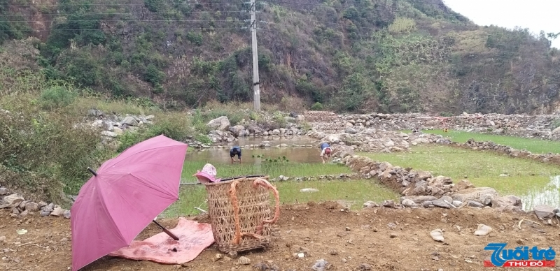 Những thửa ruộng sau thiên tai được san gạt phẳng phiu và chia thẳng để người dân bản Hua Nặm trồng cấy thuận tiện hơn