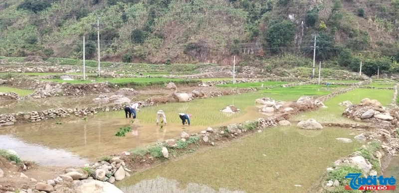 Sau khi được di vén lên cao, nơi trước kia là nhà của người dân bản Nặm Păm nay tập trung thành đất ruộng để sản xuất