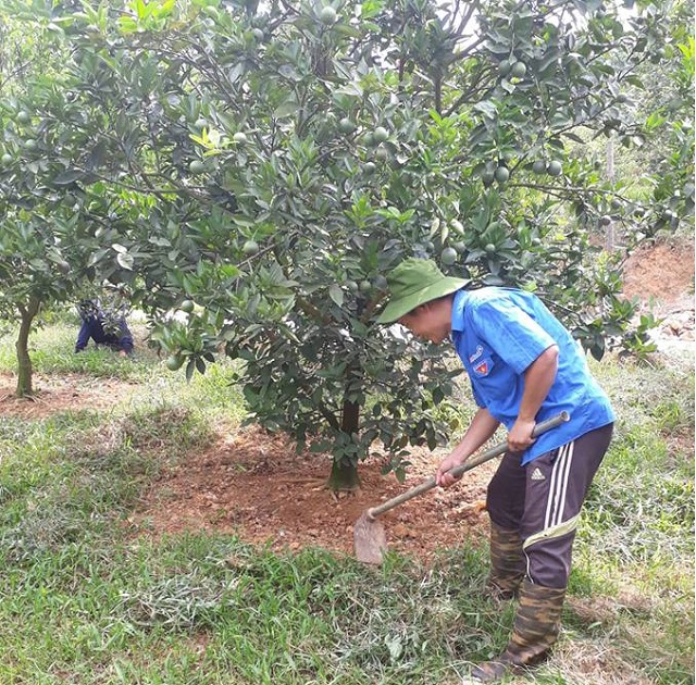 Các mô hình kinh tế trang trại của đoàn viên, thanh niên huyện Ba Vì phát huy hiệu quả kinh tế cao