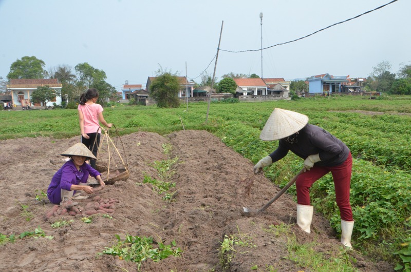 Ngọt lành khoai lang lim Hải Đông