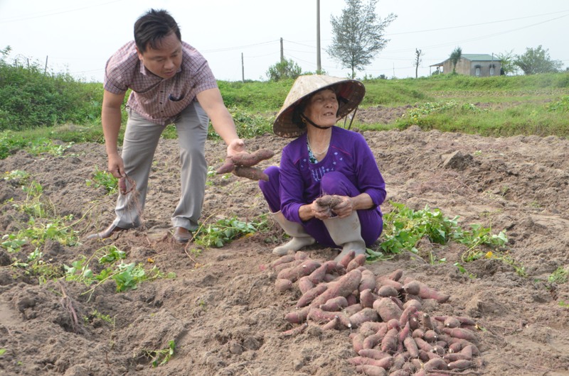 Ông Nguyễn Văn Sơn, Phó Chủ tịch UBND xã Hải Đông xuống ruộng dỡ khoai lang lim cùng bà con nông dân