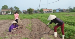 Ngọt lành khoai lang lim Hải Đông