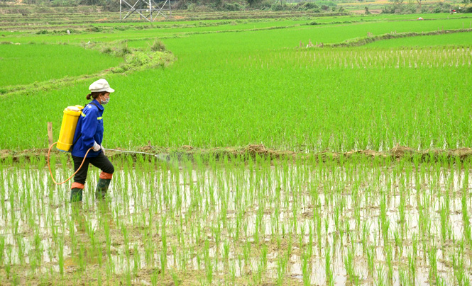 Hà Nội: Chủ động phòng trừ bệnh đạo ôn hại lúa vụ Xuân 2020