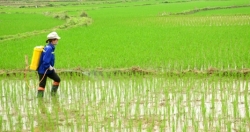 Hà Nội: Chủ động phòng trừ bệnh đạo ôn hại lúa vụ Xuân 2020