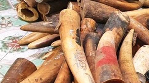 Nghệ An: Điều tra rõ lái xe tải chở gần 230kg ngà voi đi tiêu thụ