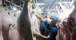 Thủ tướng yêu cầu đưa giá lợn hơi về mức bình thường