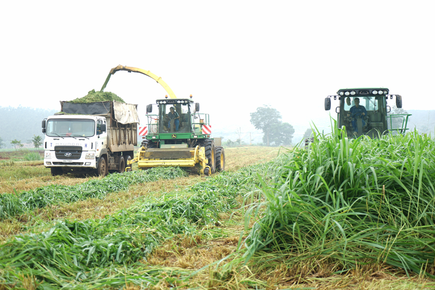 Toàn cảnh trang trại bò sữa TH True Milk đạt kỷ lục châu Á
