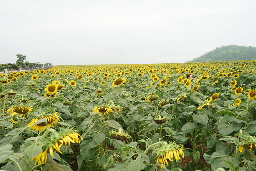 Toàn cảnh trang trại bò sữa TH True Milk đạt kỷ lục châu Á