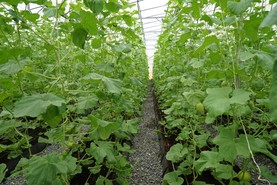 Toàn cảnh trang trại bò sữa TH True Milk đạt kỷ lục châu Á