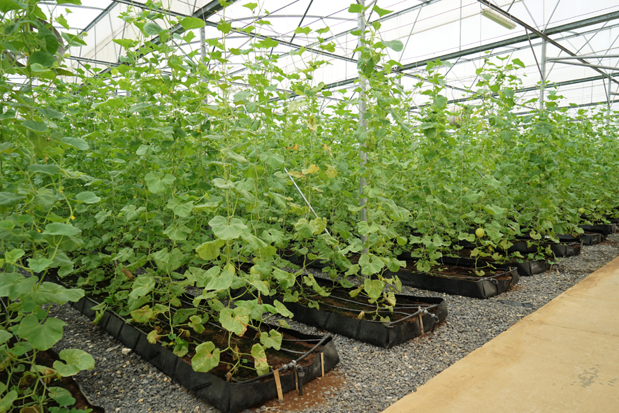 Toàn cảnh trang trại bò sữa TH True Milk đạt kỷ lục châu Á