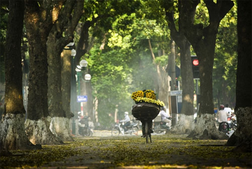 Hà Nội, mùa lá rụng…