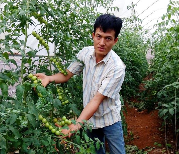 Kiếm tiền tỷ mỗi năm từ cây cà chua