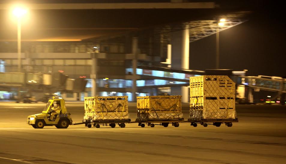 400 con bò tơ Vinamilk nhập từ Úc được đi chuyên cơ về Việt Nam