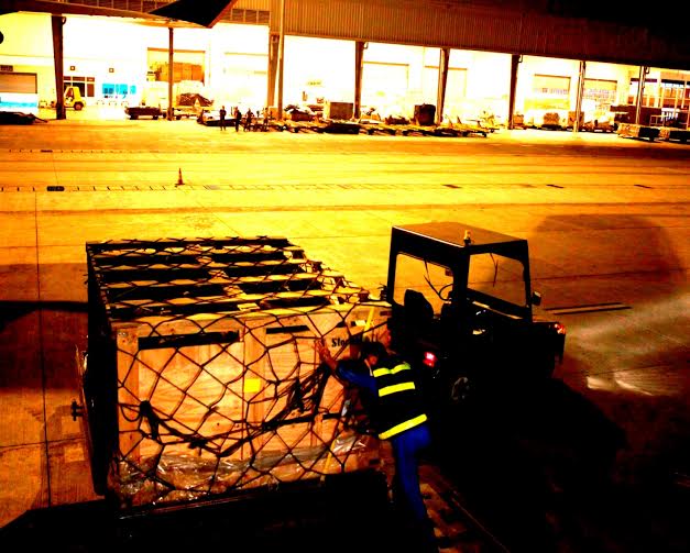 400 con bò tơ Vinamilk nhập từ Úc được đi chuyên cơ về Việt Nam