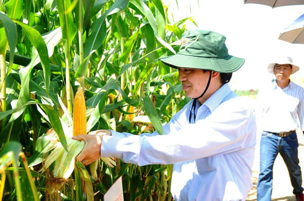 Việt Nam không trồng ngô ngọt biến đổi gen