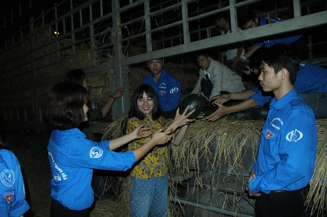 Sinh viên thức trắng đêm “ giải cứu” dưa giúp bà con nông dân Quảng Ngãi