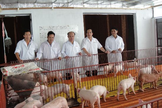 Hà Nội dành gần 47,8 tỷ đồng cho dự án cạnh tranh ngành chăn nuôi và an toàn thực phẩm