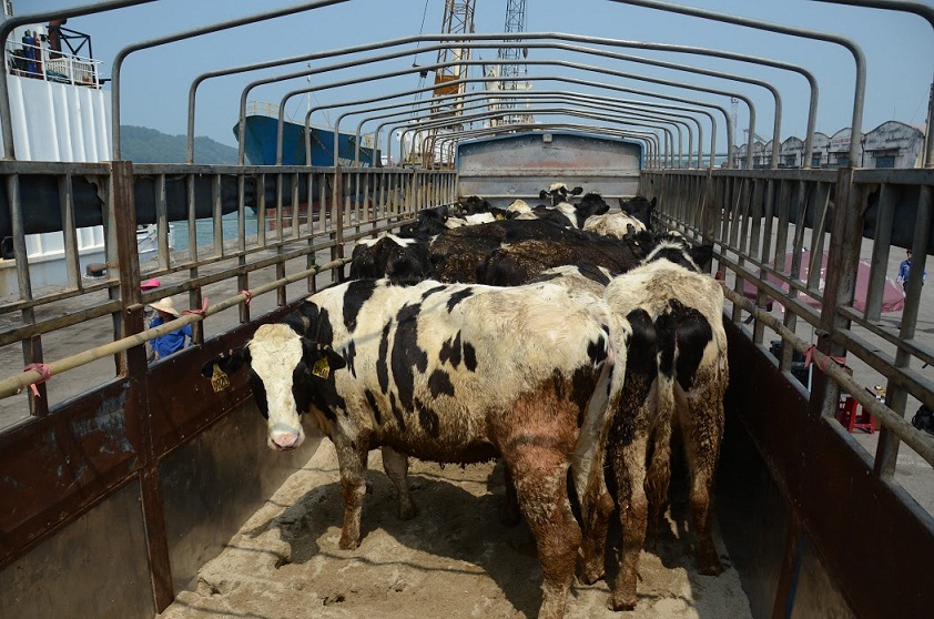Cận cảnh đàn bò sữa chất lượng cao lớn nhất từ Mỹ “nhập cảnh” về Việt Nam